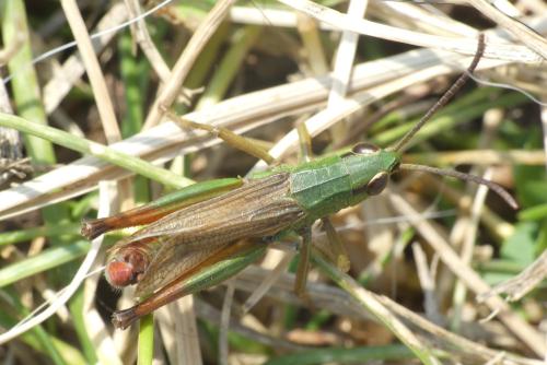 Réf. 314 186 : Pseudochorthippus parallelus